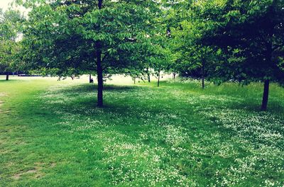 Trees on grassy field in park