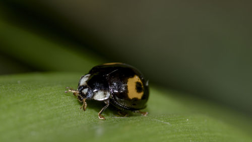Close-up of insect on leaf