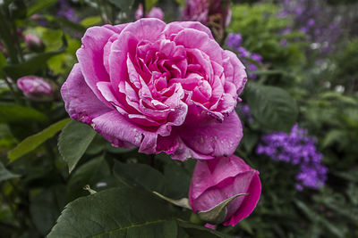 Close-up of pink flower