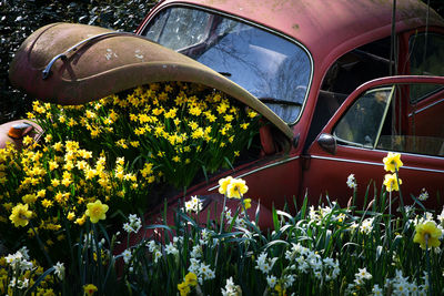 Close-up of yellow flowering plants in car
