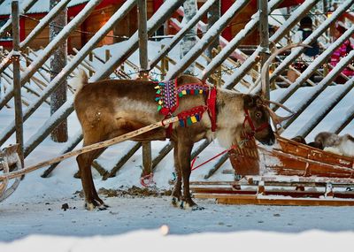 Close-up of horse standing on snow covered field