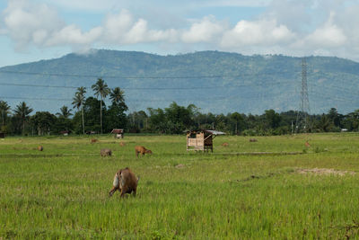 Sheep in a field