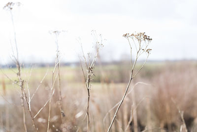 Close-up of wheat field against sky