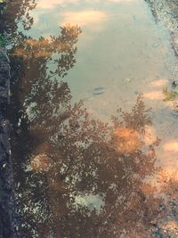 Reflection of tree in puddle