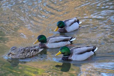 Duck swimming in lake