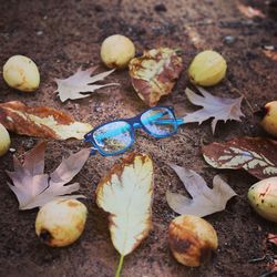 High angle view of autumn leaves fallen on ground