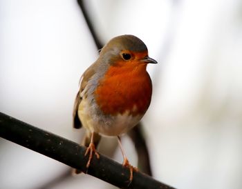 Close-up of bird perching on branch