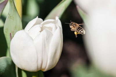 Close-up of bee pollinating on white flower