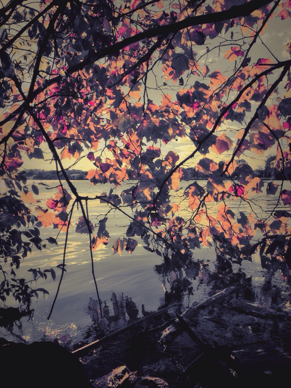 tree, branch, flower, growth, nature, beauty in nature, sky, built structure, building exterior, low angle view, freshness, season, water, outdoors, architecture, no people, blossom, day, fragility, autumn