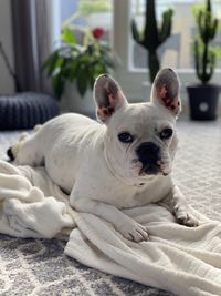 Portrait of dog relaxing on bed at home