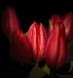 Close-up of red tulips against black background
