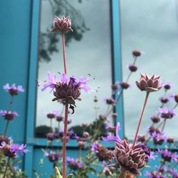 Close-up of pink flowering plants