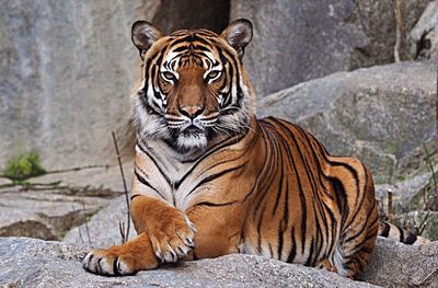 Close-up portrait of tiger outdoors