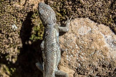 Close-up of lizard on rock