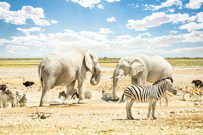 Elephant zebras on landscape against sky