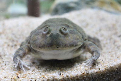 Close-up of frog