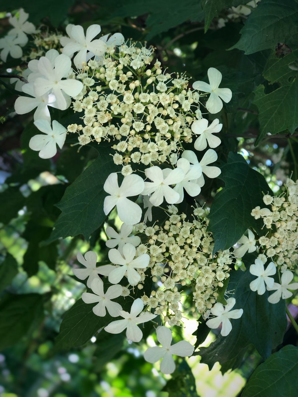 CLOSE-UP OF WHITE FLOWERING PLANT WITH LEAVES