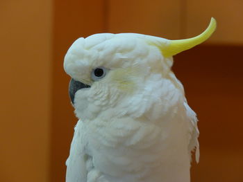 Close-up of a parrot