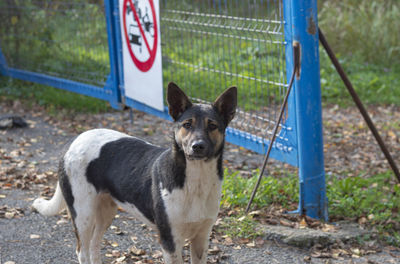 Portrait of dog standing outdoors