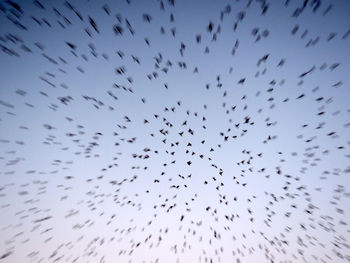 Low angle view of birds flying in the sky