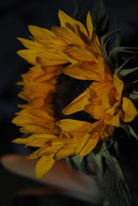 Close-up of yellow flowers