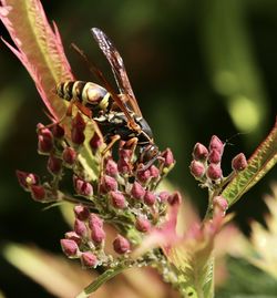 Close-up of insect on flower