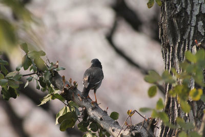 Bird perching on a tree