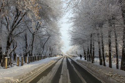 Bare trees by railroad tracks during winter