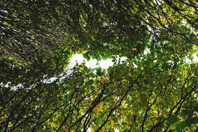 Low angle view of trees against sky