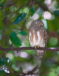 Close-up of bird perching on branch