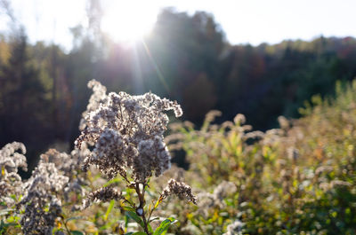 nature