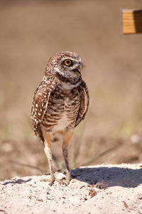 Close-up of owl perching on a land