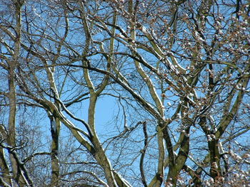 Low angle view of bare trees against sky