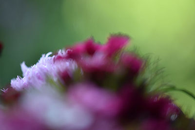 Close-up of pink flowers blooming outdoors