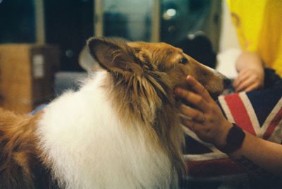 Close-up of dog at home