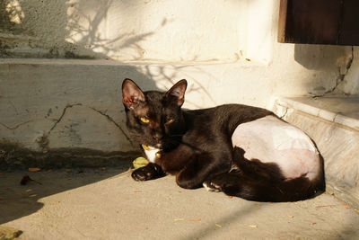 Portrait of cat relaxing on floor