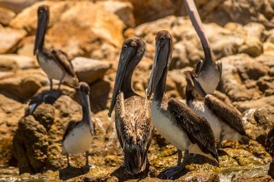 Close-up of pelicans perching on rocks