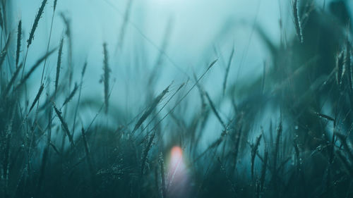 Close-up of stalks in field