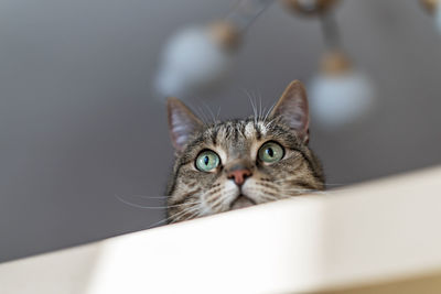 Mackerel tabby cat with green eyes looking from rack in surprise and interest, selective focus