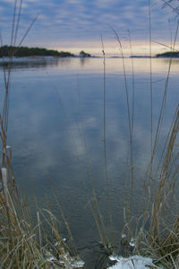 Close-up of grass on lake against sky