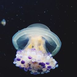 Close-up of jellyfish against black background