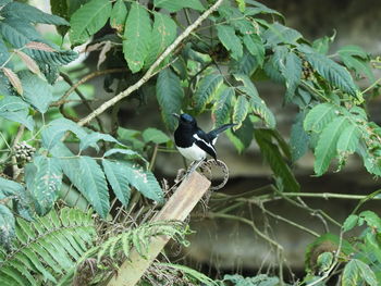 View of bird perching on branch