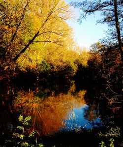 Trees by lake in forest during autumn
