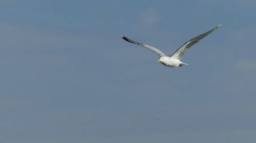 Low angle view of seagull flying against clear sky