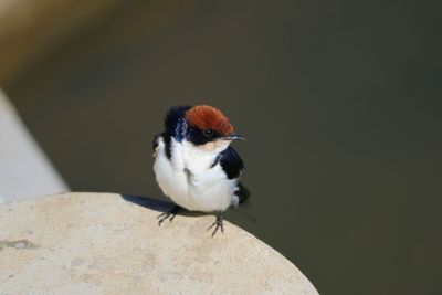 Close-up of bird perching