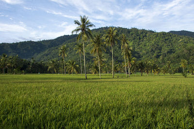 Scenic view of agricultural field against sky