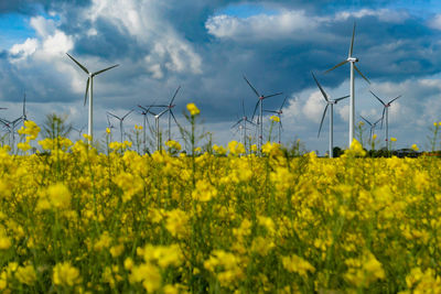 Yellow flowering plants on field against sky