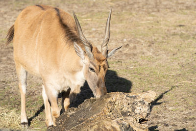 Adult eland gets a close up on the savanna