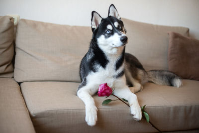 Portrait of dog lying on sofa and holding red rose flower