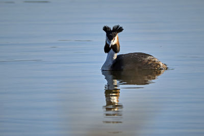 Duck swimming in a lake